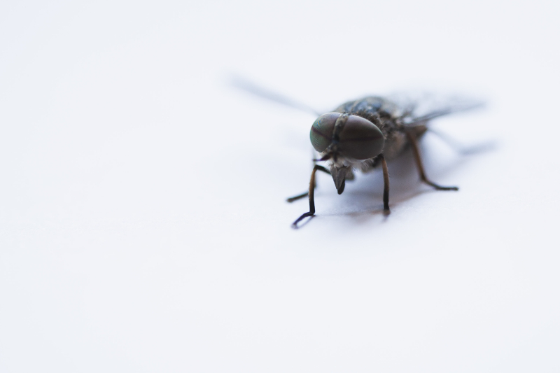How to identify cluster flies